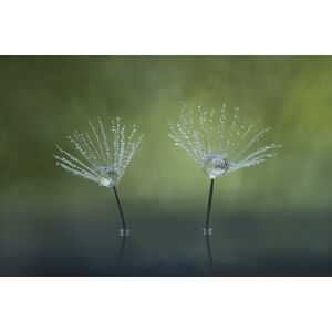 Umělecká fotografie Dandelion Flowers, Abdul Gapur Dayak, (40 x 26.7 cm)