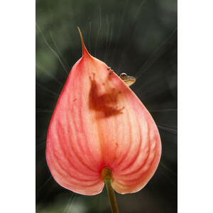 Umělecká fotografie Tree Frog and Pink Leaf, Abdul Gapur Dayak, (26.7 x 40 cm)