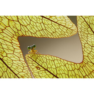 Umělecká fotografie Dragonfly and Leaves of Lukut, Abdul Gapur Dayak, (40 x 26.7 cm)