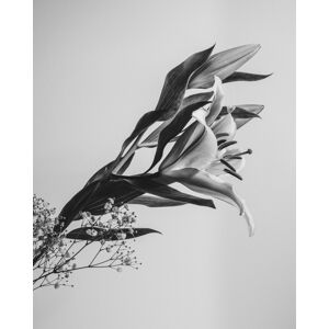 Umělecká fotografie A Beautiful Flower, Rahel Jo, (30 x 40 cm)