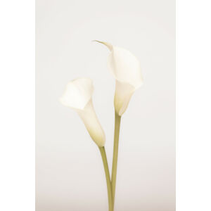 Umělecká fotografie White Calla Lily No 1, Studio Collection, (26.7 x 40 cm)