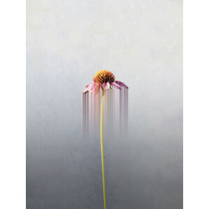 Umělecká fotografie Single flower, Marcus Cederberg, (30 x 40 cm)