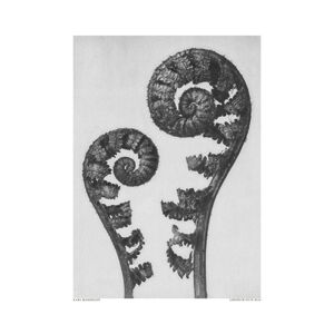 Ilustrace Aspidium Filix Mas, Studio Collection, (30 x 40 cm)
