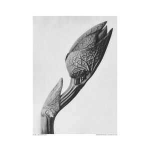 Ilustrace Aristolochia clematitis, Studio Collection, (30 x 40 cm)