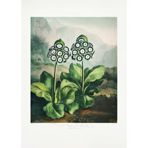 Ilustrace A Group of Auriculas from The Temple of Flora 2 (1807), Studio Collection, (30 x 40 cm)