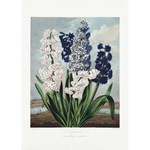 Ilustrace Hyacinths from The Temple of Flora (1807), Studio Collection, (30 x 40 cm)