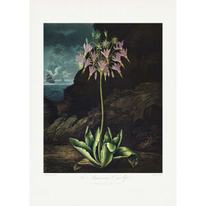 Ilustrace The American Cowslip from The Temple of Flora (1807), Studio Collection, (30 x 40 cm)