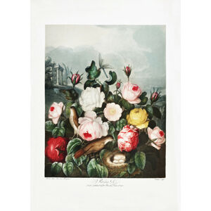 Ilustrace Roses from The Temple of Flora (1807), Studio Collection, (30 x 40 cm)