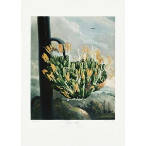 Ilustrace The Aloe from The Temple of Flora (1807), Studio Collection, (30 x 40 cm)