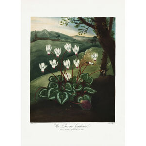 Ilustrace The Persian Cyclamen from The Temple of Flora (1807), Studio Collection, (30 x 40 cm)