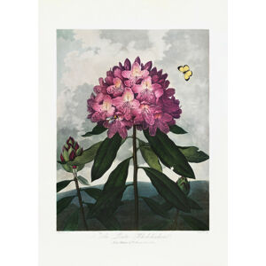 Ilustrace The Pontic Rhododendron from The Temple of Flora (1807), Studio Collection, (30 x 40 cm)