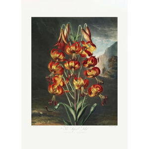 Ilustrace The Superb Lily from The Temple of Flora (1807), Studio Collection, (30 x 40 cm)