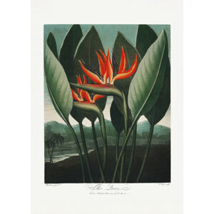 Ilustrace The QueenaPlant from The Temple of Flora (1807), Studio Collection, (30 x 40 cm)