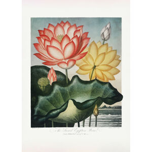 Ilustrace The Sacred Egyptian Bean from The Temple of Flora (1807), Studio Collection, (30 x 40 cm)