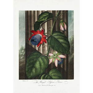 Ilustrace The Winged Passion-Flower from The Temple of Flora (1807), Studio Collection, (30 x 40 cm)