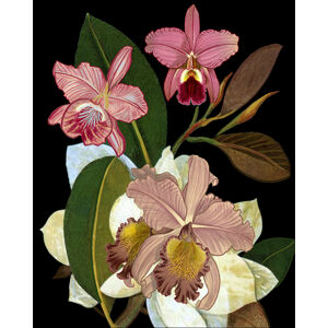 Ilustrace Orchids for Phyllis Botanical, giovanna nicolo, (30 x 40 cm)