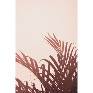 Umělecká fotografie Palm leaves_2, Studio III, (26.7 x 40 cm)