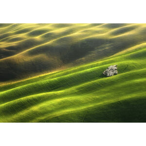 Umělecká fotografie Flock of sheep, Krzysztof Browko, (40 x 26.7 cm)