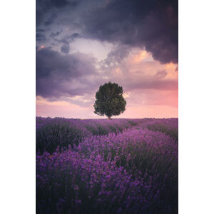 Umělecká fotografie Lavender Fields, Isparta, Cuma Cevik, (26.7 x 40 cm)