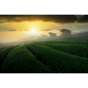Umělecká fotografie misty sunrise in tea garden, NingYun Ye, (40 x 26.7 cm)