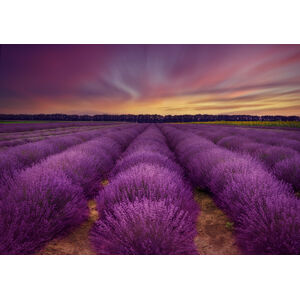Umělecká fotografie Lavender field, Nikki Georgieva V, (40 x 26.7 cm)