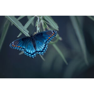 Umělecká fotografie Butterfly, Ivy, (40 x 26.7 cm)