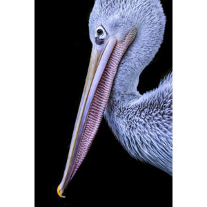 Umělecká fotografie Portrait of bird, Hardik Pandya, (26.7 x 40 cm)