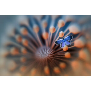 Umělecká fotografie Blue Butterfly, Edy Pamungkas, (40 x 26.7 cm)