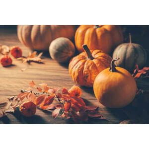 Umělecká fotografie Pumpkins for Thanksgiving on wooden background, brebca, (40 x 26.7 cm)