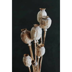 Umělecká fotografie Dried poppy heads with stem isolated on black background. Floral card. Botanical aesthetic poster, IrenaStar, (26.7 x 40 cm)