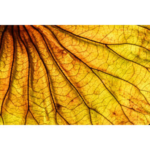 Umělecká fotografie Abstract backlit leaf background, ilbusca, (40 x 26.7 cm)