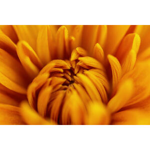 Umělecká fotografie A Chrysanthemum Flower, Gabriel Perez, (40 x 26.7 cm)