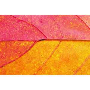 Umělecká fotografie Autumn Leaf Close-Up, borchee, (40 x 26.7 cm)
