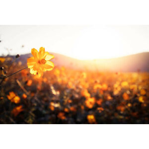 Umělecká fotografie Golden flowers on a field next to hills, MarsYu, (40 x 26.7 cm)