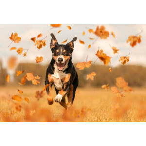 Umělecká fotografie Dog jumping in autumn leaves, Vincent Scherer, (40 x 26.7 cm)