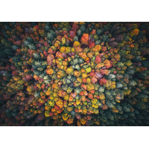 Umělecká fotografie Colorful Forest, borchee, (40 x 26.7 cm)