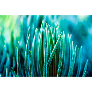 Umělecká fotografie Cactus Background, hulya-erkisi, (40 x 26.7 cm)