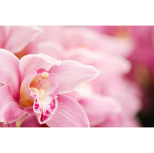 Umělecká fotografie Pink blooming Cymbidium orchids, OGphoto, (40 x 26.7 cm)