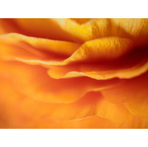 Umělecká fotografie Dreamy Macro Orange Peony 6, Lazypixel / Brunner Sébastien, (40 x 30 cm)