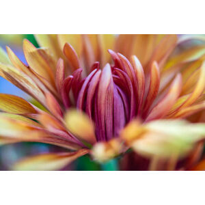 Umělecká fotografie A Macro Closeup of a Chrysanthemum Flower, Gabriel Perez, (40 x 26.7 cm)