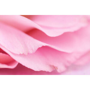 Umělecká fotografie Tender pink petals close up, TorriPhoto, (40 x 26.7 cm)