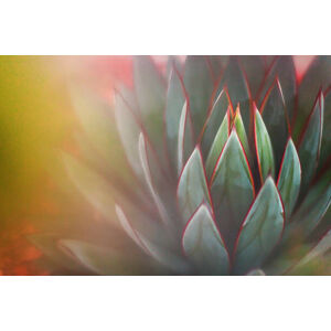 Umělecká fotografie Nature - Succulents - shades of green, Cavan Images, (40 x 26.7 cm)