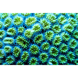 Umělecká fotografie Full frame shot of blue flowering plants,Maldives, heath friedlander / 500px, (40 x 26.7 cm)