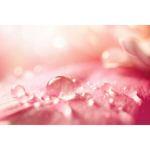Umělecká fotografie Beautiful transparent drops of water or, Larysa Pashkevich, (40 x 26.7 cm)