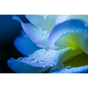 Umělecká fotografie flower petal with drops, mbaysan, (40 x 26.7 cm)
