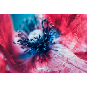 Umělecká fotografie Extreme macro of a red poppy flower, oxygen, (40 x 26.7 cm)