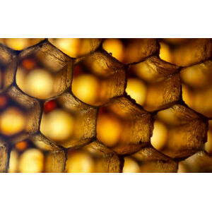 Umělecká fotografie Honeycomb ultra Macro Photo, gulfu photography, (40 x 24.6 cm)