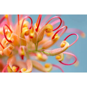 Umělecká fotografie Closeup beautiful Banksia flower, background with, imamember, (40 x 26.7 cm)