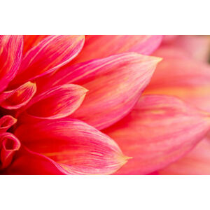 Umělecká fotografie Fresh pink dahlia flower, photographed at, MaYcaL, (40 x 26.7 cm)