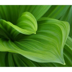 Umělecká fotografie Closeup image of green leaves growing, Vladimirovic, (40 x 35 cm)